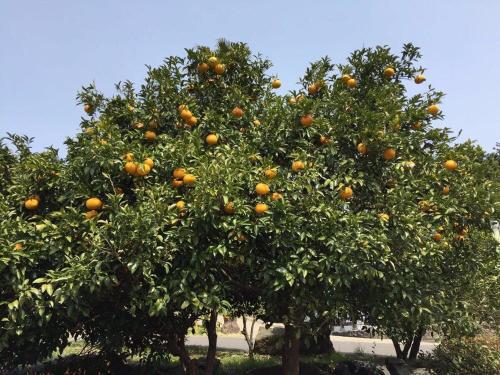 刚长出来的橘子树要修剪吗（刚栽的橘子树要浇水吗）-图1