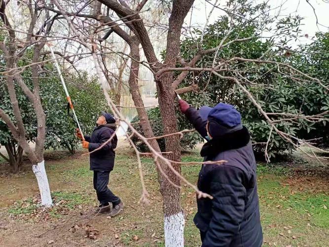 修剪后残枝（修剪残枝败叶）-图2