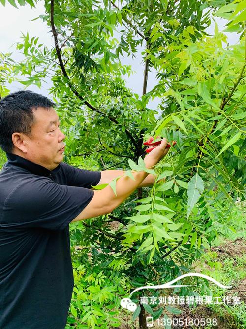 碧根果什么时间修剪好（碧根果什么时候成熟采摘）