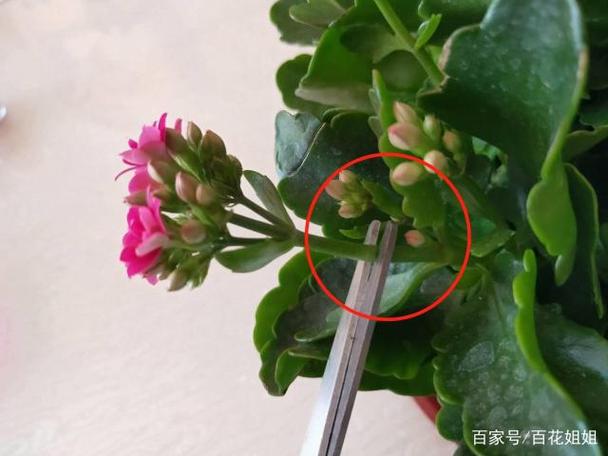 何时修剪长寿花（什么时候修剪长寿花）