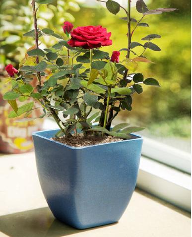 盆景玫瑰种植技术（盆栽玫瑰的种植方法及管理）-图1