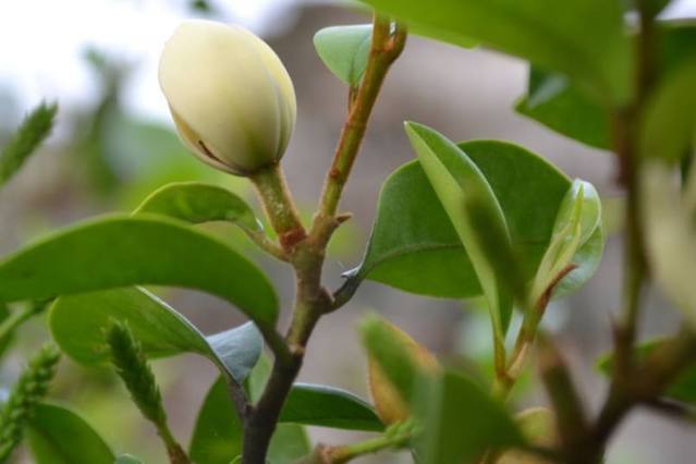 含笑秋冬季节可修剪吗（含笑几月时候修剪）