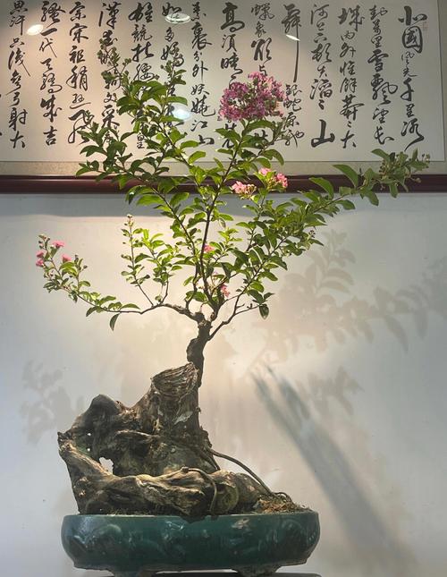 紫薇精品盆景图片（紫薇盆景 精品）