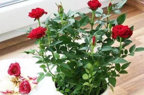 微型玫瑰花怎么修剪（微型玫瑰能长大吗?）