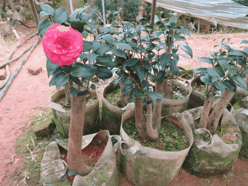 盆栽茶花树修剪图解（盆栽茶花种植与管理）