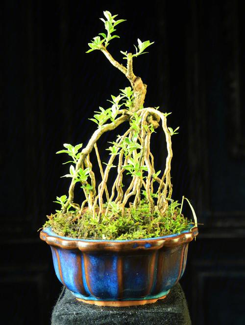 小型盆景植物（看看小型盆景）-图2