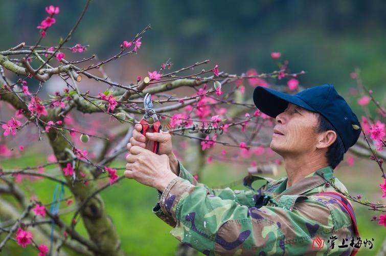 桃花枝修剪（观赏桃花的修剪视频）-图3