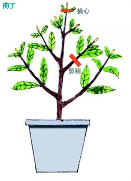 栀子树的修剪和管理（栀子树的修剪和管理方法）-图1
