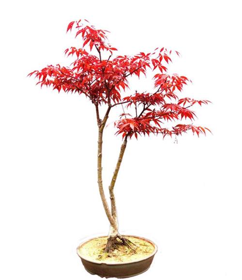 日本红枫盆景怎么养（日本红枫盆栽种植与管理技术）-图2