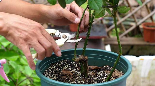 月季花需要怎么修剪（月季花需要怎么修剪视频）-图3