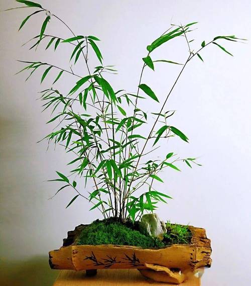 竹子盆景的制作（竹子盆景的制作方法）