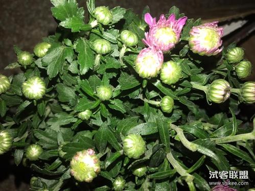 菊花花苞太多需要修剪吗（菊花花苞太多需要修剪吗视频）