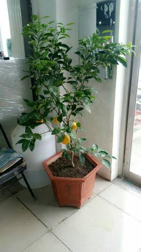 盆栽柠檬树有几种修剪树形（盆栽柠檬树的修剪）