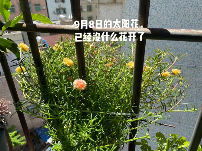 太阳花冬季可以修剪吗（太阳花冬季可以修剪吗图片）-图3