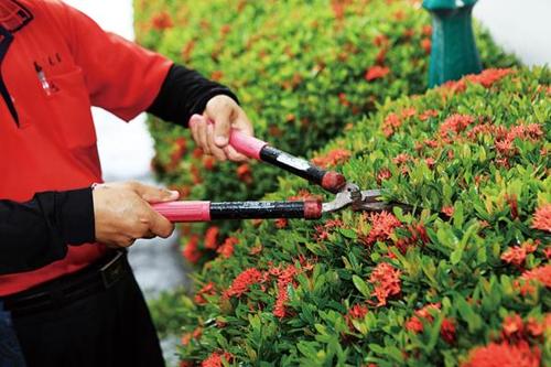 花草在一天什么时间修剪好（花草在一天什么时间修剪好呢）