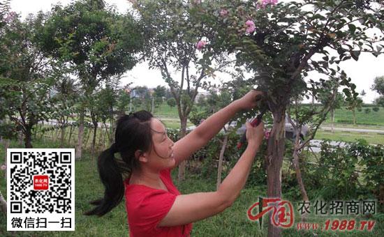 孤植紫薇怎么修剪（紫薇修剪方法）