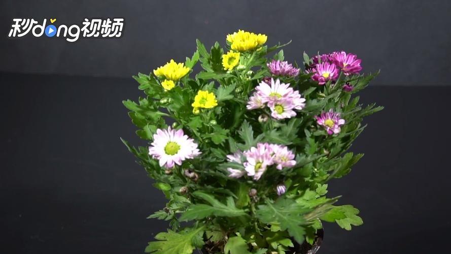 菊科植物现在可以修剪吗（菊花苗能修剪吗）