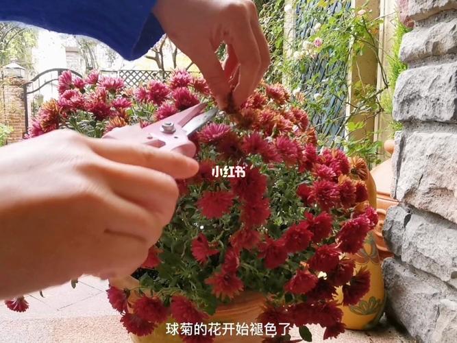 球菊花后修剪视频（球菊修剪后多久开花）-图1