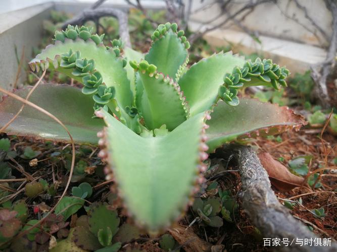 大叶落地生根的修剪（大叶落地生根怎样修剪）-图2