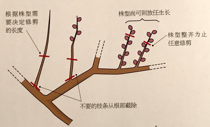 梅花树型修剪（梅花树型如何修剪）-图1