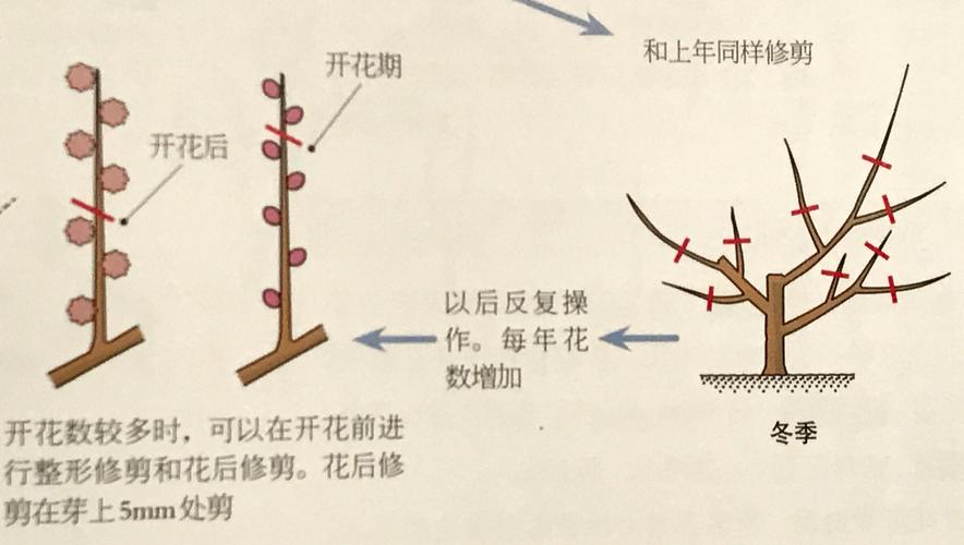 梅花树型修剪（梅花树型如何修剪）-图3