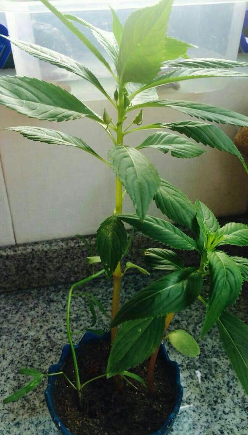 凤仙花开花后怎样修剪（凤仙花开花后如何处理）