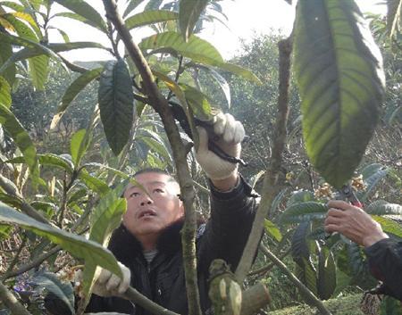 枇杷树修剪花（枇杷树修剪视频教程）