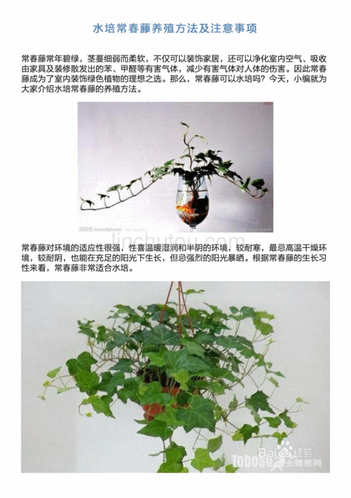 水培常春藤的修剪（常春藤水培多久生根）-图2