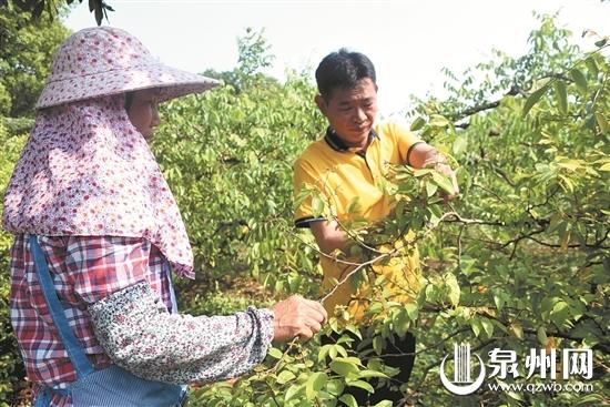 修剪杨桃（杨桃剪枝怎么剪法）