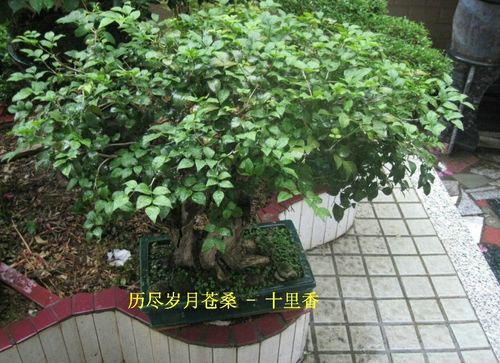 十里香花何时修剪（十里香什么时候扦插）