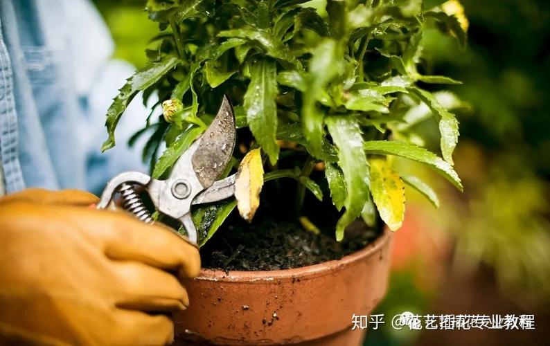 花草修剪时间（什么时候给花草修枝）-图2