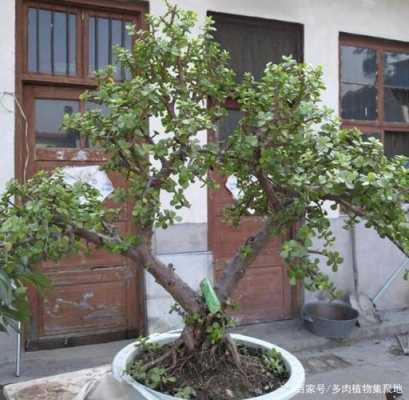 夏天修剪盆景（夏天修剪盆景好不好）-图3