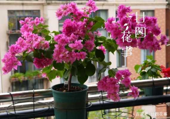 三角梅开完花要立刻修剪吗（三角梅开完花要立刻修剪吗）-图3