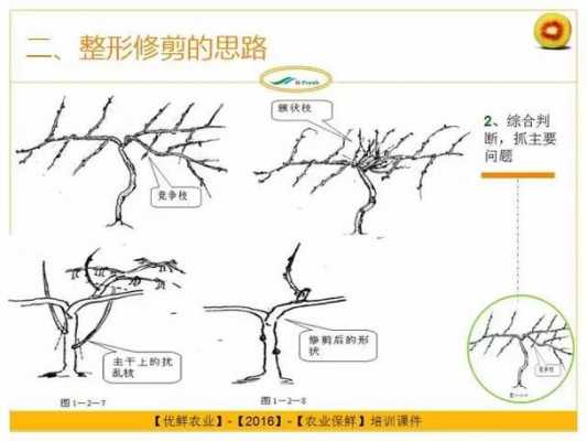 回缩修剪如何修剪（回缩修剪法）