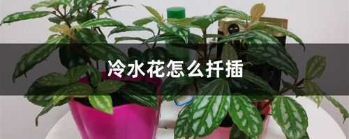 冷水花徒长如何修剪（冷水花的扦插繁殖方法）-图2