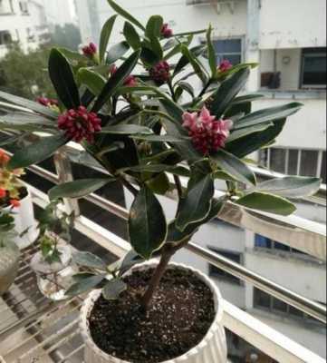 瑞香花怎么修剪才好看（瑞香修剪方法）-图3