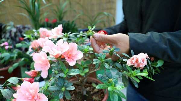 杜鹃花不开花怎么修剪（杜鹃花没开花能修剪吗）