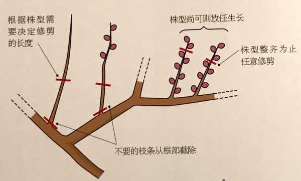 梅花秋季怎么修剪视频（梅花秋季修剪方法）-图1