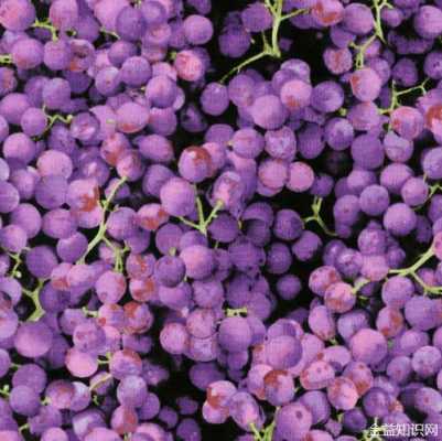 紫色葡萄冬季修剪（紫葡萄的调配色方法）-图3