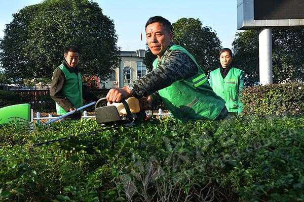 中山修剪绿化树（中山修剪绿化树木的地方）-图3