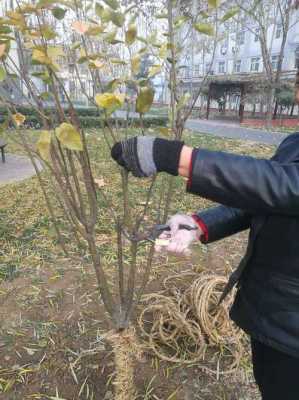 结果海棠树修剪方法（海棠树修剪方法图解）