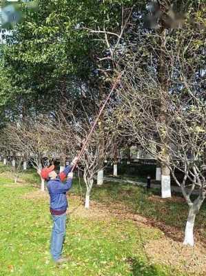 小树苗怎样修剪能长高长大（小树苗如何修剪）-图3