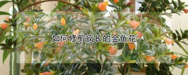 怎么修剪金鱼花（怎么修剪金鱼花视频）-图3