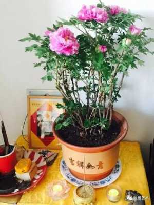 芍药秋冬修剪（芍药过冬要修剪吗）