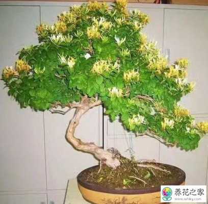 怎样给金银花修剪（怎样给金银花修剪视频）-图3