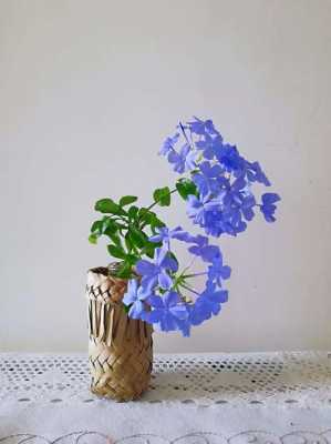 蓝色花怎样修剪（蓝色的花插花）-图1