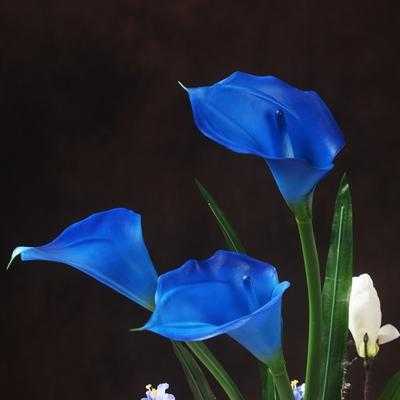 蓝色花怎样修剪（蓝色的花插花）-图3