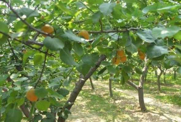 杏子树修剪方法（杏树怎样修剪才能结的果实）-图2
