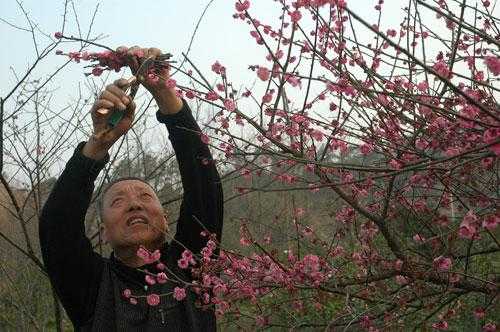 6月份修剪梅花（6月份修剪梅花树好吗）-图2