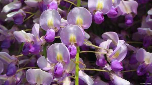 紫色风铃花修剪（紫色风铃花怎么繁殖）-图3